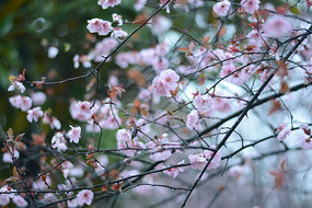 雨中梅花