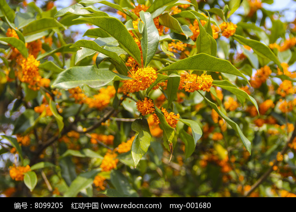 橘黃桂花