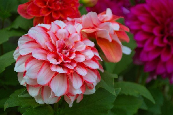 ʢ���ķ�ɫҰ����