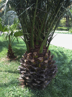 �ߴ��ȴ�ֲ��