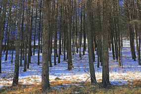 �ֺ�ѩԭ����