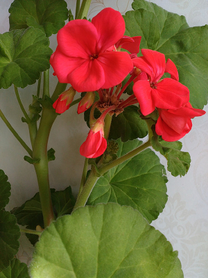 ǽ�ߵĺ�ɫ������ͼƬ