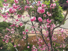 ʢ�����һ�֦��