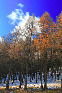 ѩԭͦ�ε����� 