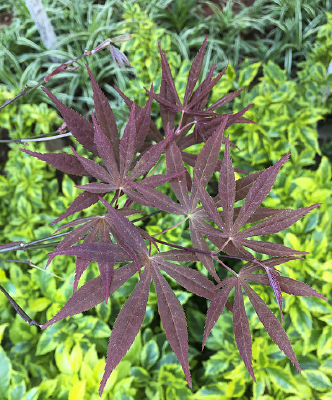 ��ɫС����Ҷ