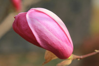 �ۺ�ɫ��������