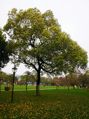 ��԰�����ľ