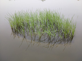 ���е�ˮ��