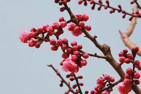 ���챳�����һ�������֦