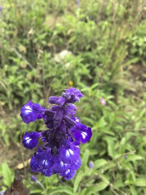 ����ɫ��³����