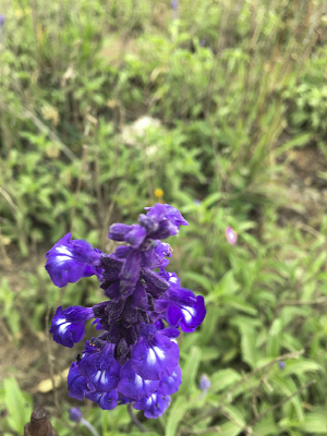 ����ɫ�Ļ�