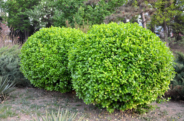 ����Բ�ζ���