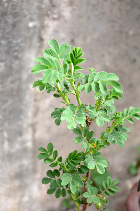 õ�廨����