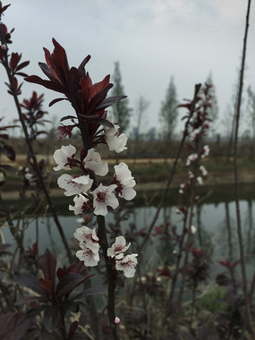 ʢ���İ�ɫ��