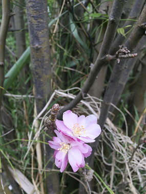 ʢ���ķ�ɫ����