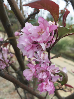 ʢ���ķ�ɫӣ��