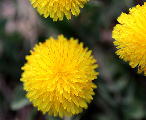 ΢������ɽ�ջ�