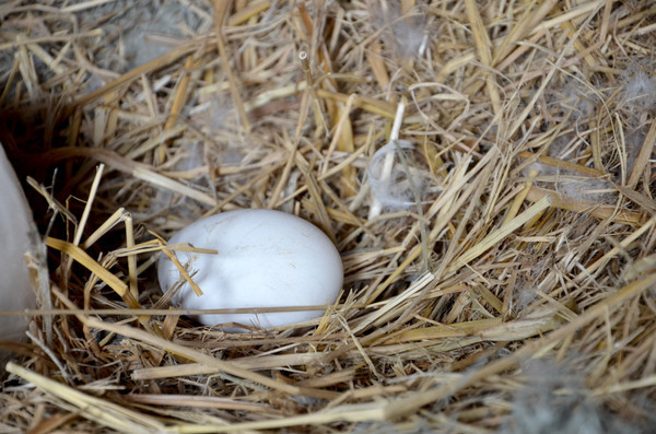 ������µĴ�쵰