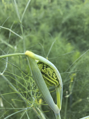 ������ѿ