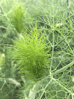 ������Ҷ