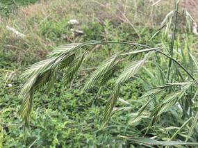 Ұ������