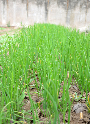 �����С��