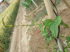 ��׳�����е�ɽҩ