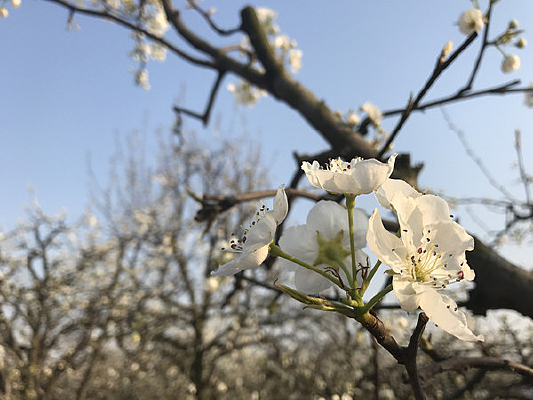 ��ɫ�����滨��д