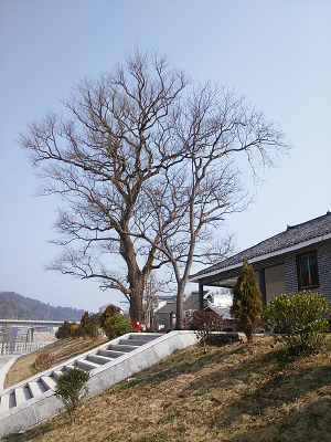 ������Ҷ�Ĺ���