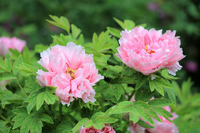 ��ɫ����