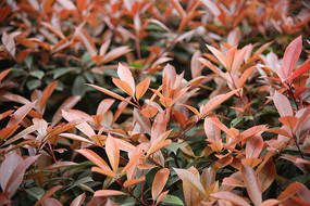 ��ɫ����Ҷ��