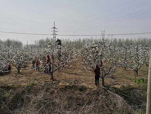 ��ɽ���滨��ʢ���滨�ڷ�