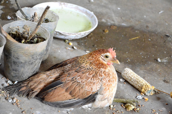 �����������꼦