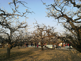 ������ľӡ�������Ӱ