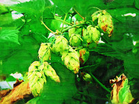 ���Ի���ơ�ƻ���