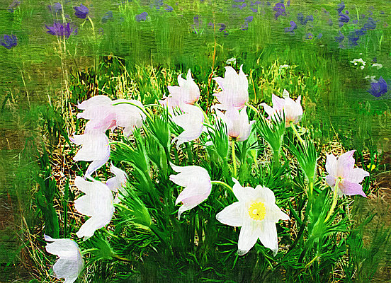 ���Ի���ɽ����涡�