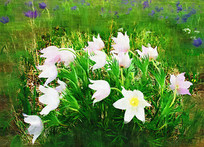 ���Ի���ɽ����涡�