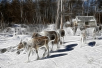 ���Ի���ѩ��ѱ¹��