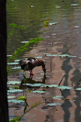 �������Ѽ��