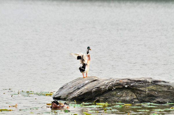 ʯͷ��չ���ҰˮѼ