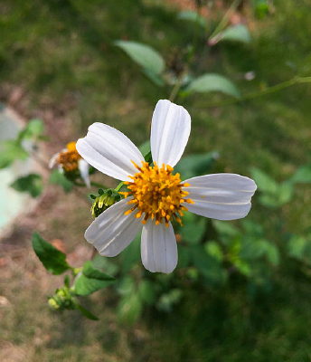 �׻������