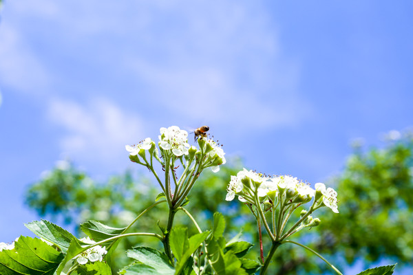 ���۵�С�۷�