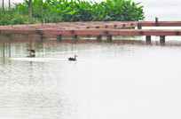 ����ľ��