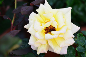 ������õ����дͼƬ