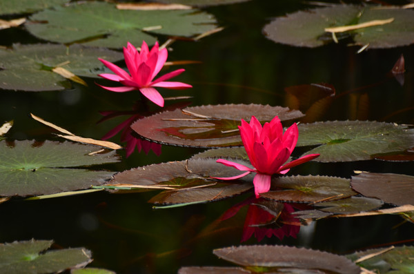 ˯�����羰ͼƬ