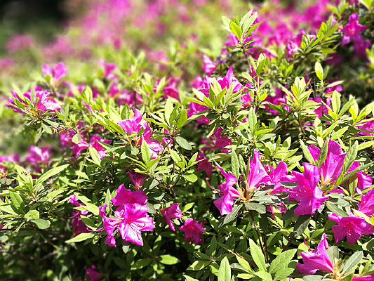 ƬƬ���ʯ��