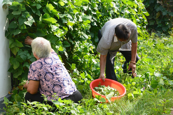 ��ժ�߲˵�����