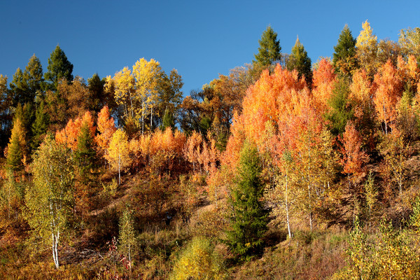 ���õ���ɫ