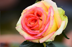 ������õ�廨����ͼƬ