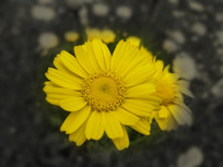 ��ɫ����